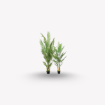 Areca Palm