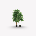 Ficus Benjamina