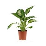 Dieffenbachia Tropic snow 1pp Siji