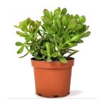Crassula
