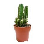 Cactus spp.