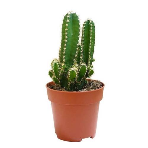 New Project (31) Cactus spp. - Image 1