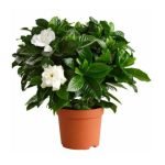 Gardenia  spp.