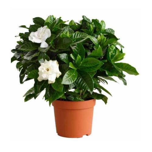 New Project (36) Gardenia spp. - Image 1