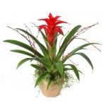 Guzmania spp.