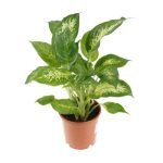 Dieffenbachia Tropic snow 2pp SIJI
