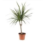 Dracaena marginata-2pp