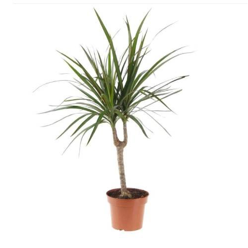 New Project (42) Dracaena marginata - Image 1