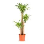 Dracaena massangeana-3pp