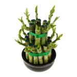 Lucky Bamboo Tower -2 step Small