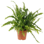 Nephrolipsis Fern