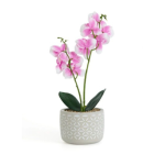 Phalaenopsis Orchid - 2pp