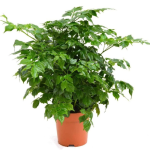 Radermachera spp.