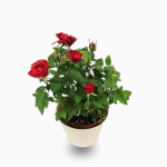 Rose Mix