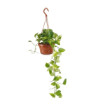 Scindapsis Hanging SIJI