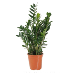 Zamioculcas spp.