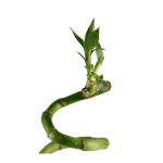 Lucky Bamboo Curly @ 50 cm