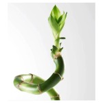Lucky Bamboo Curly @ 70 cm
