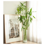 Lucky Bamboo Curly @ 100 cm