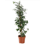 Ficus daniella amstel King SIJI