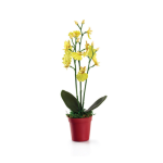 Oncidium Mini Yellow