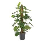 Monstera spp.